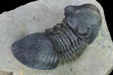 Detailed Paralejurus Trilobite - Morocco #171494-3